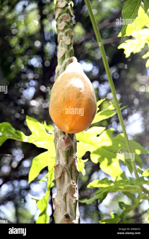 mimpi buah pepaya