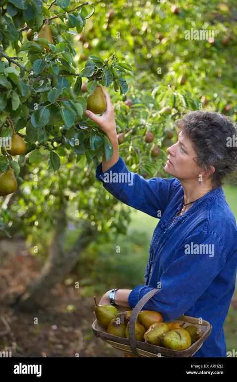 Wanita memetik buah di kebun