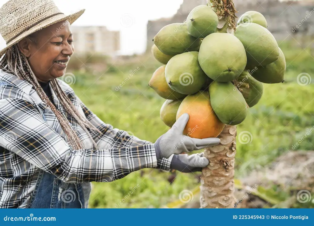 Seseorang sedang memetik buah pepaya dari pohonnya