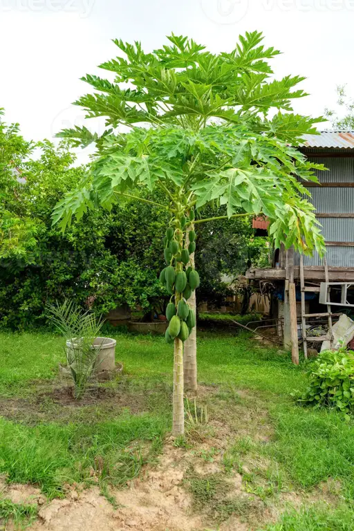 Rumah makmur dengan pohon pepaya di depan