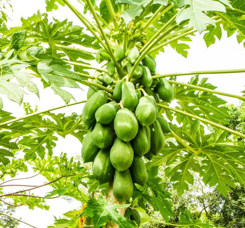 Tahapan pertumbuhan pohon pepaya