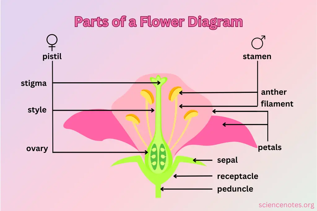 Diagram yang menunjukkan struktur bunga pepaya