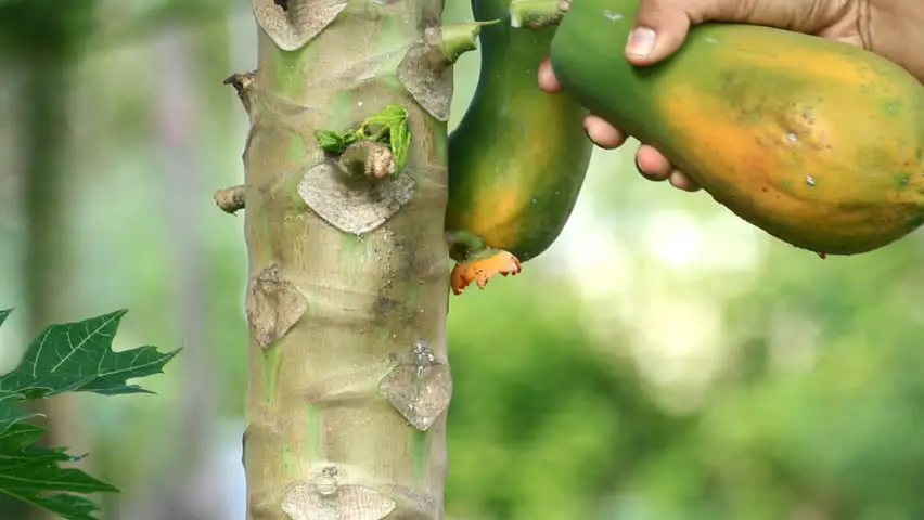 Petani sedang memanen pepaya