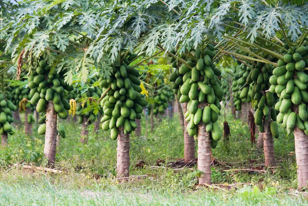 Gambar pepaya kecil di pohon