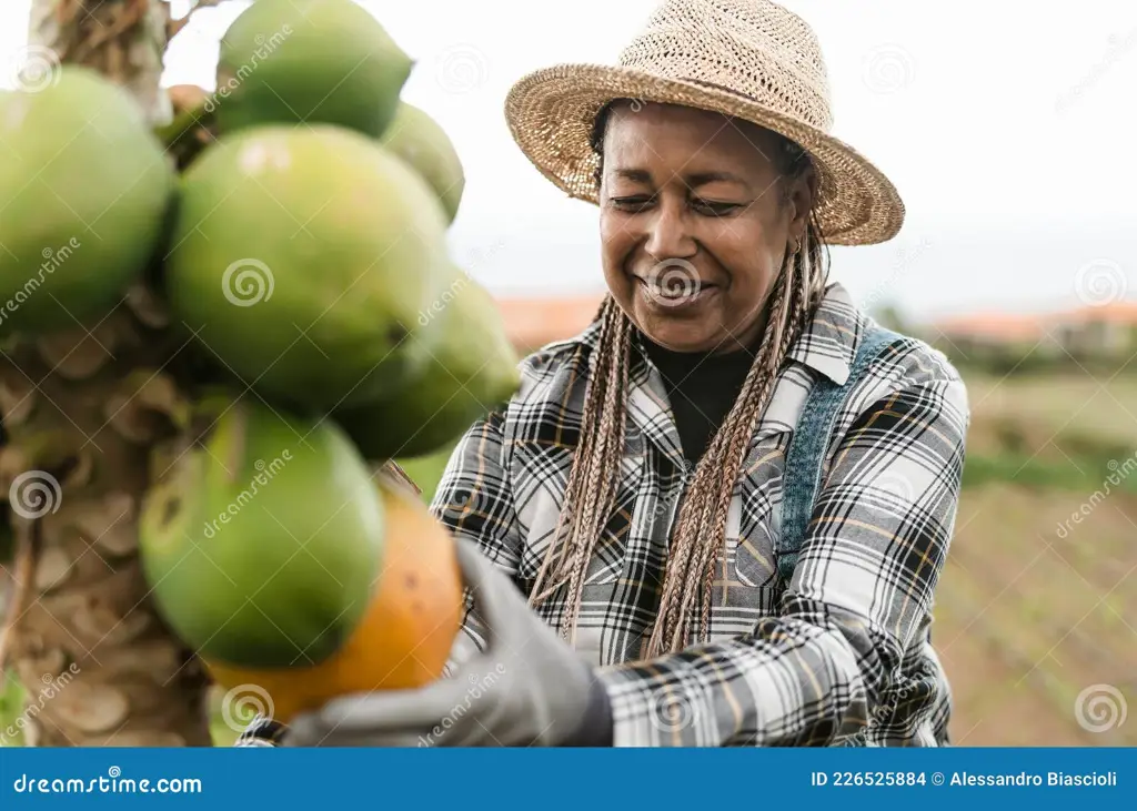 Petani sedang memanen pepaya