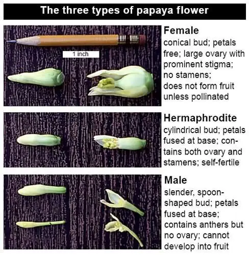 Bagian-bagian anatomi tanaman pepaya, termasuk akar, batang, daun, bunga, dan buah