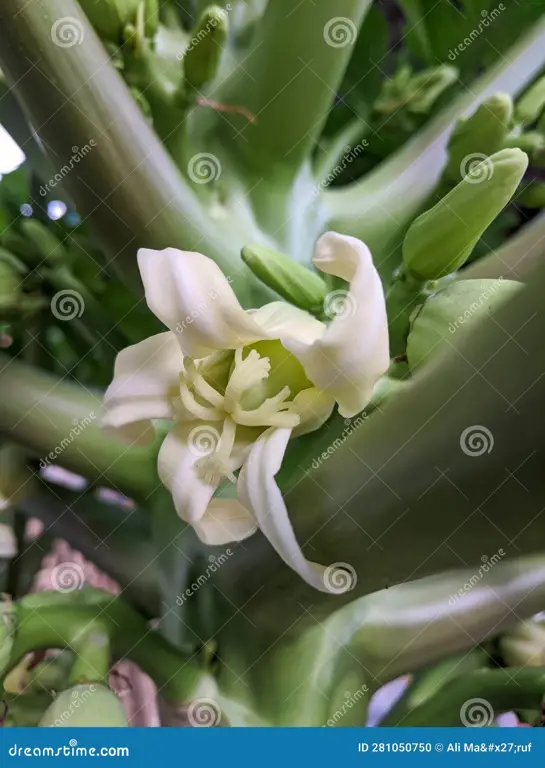 Gambar close-up bunga pepaya jantan