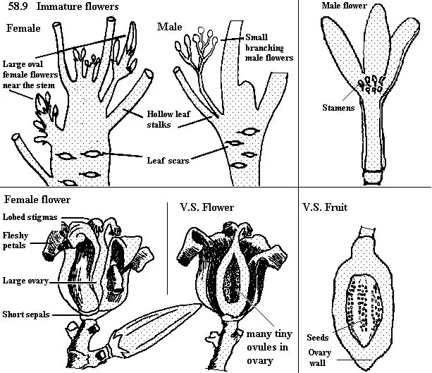 Diagram anatomi bunga pepaya