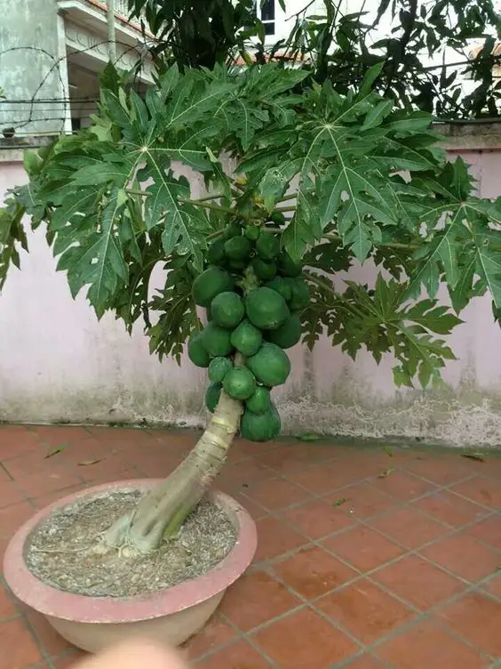 bonsai pepaya