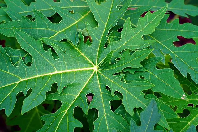 Gambar merebus daun pepaya dalam panci