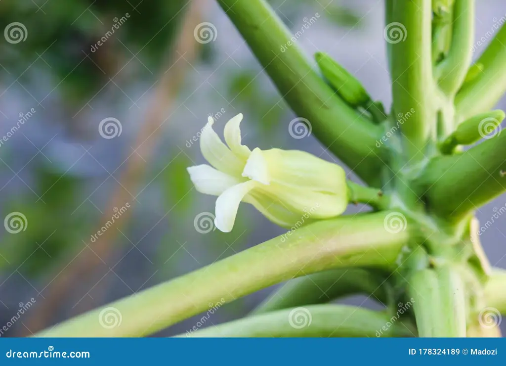 Gambar close up bunga pepaya