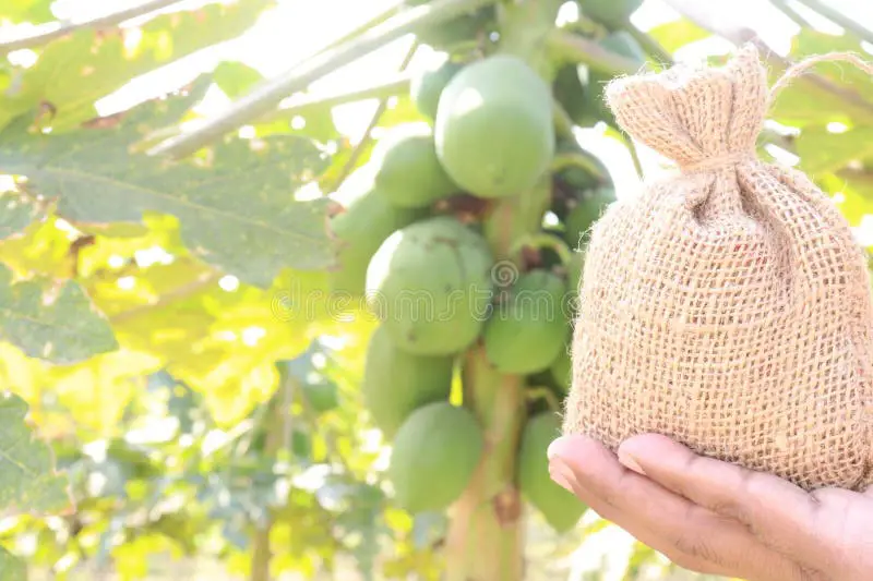 Gambar petani sedang memanen buah pepaya Calina IPB 9