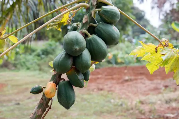 Gambar panen buah pepaya