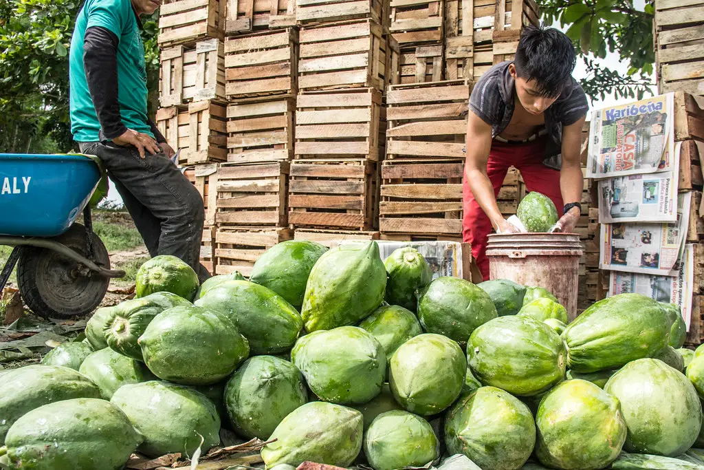 Memanen buah pepaya