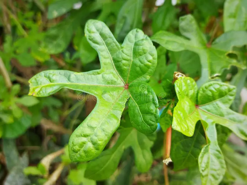 daun gedi dan pepaya jepang