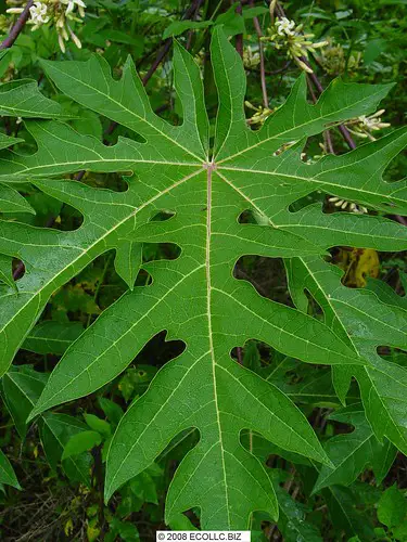 Gambar daun pepaya belanda yang dipotret dari dekat