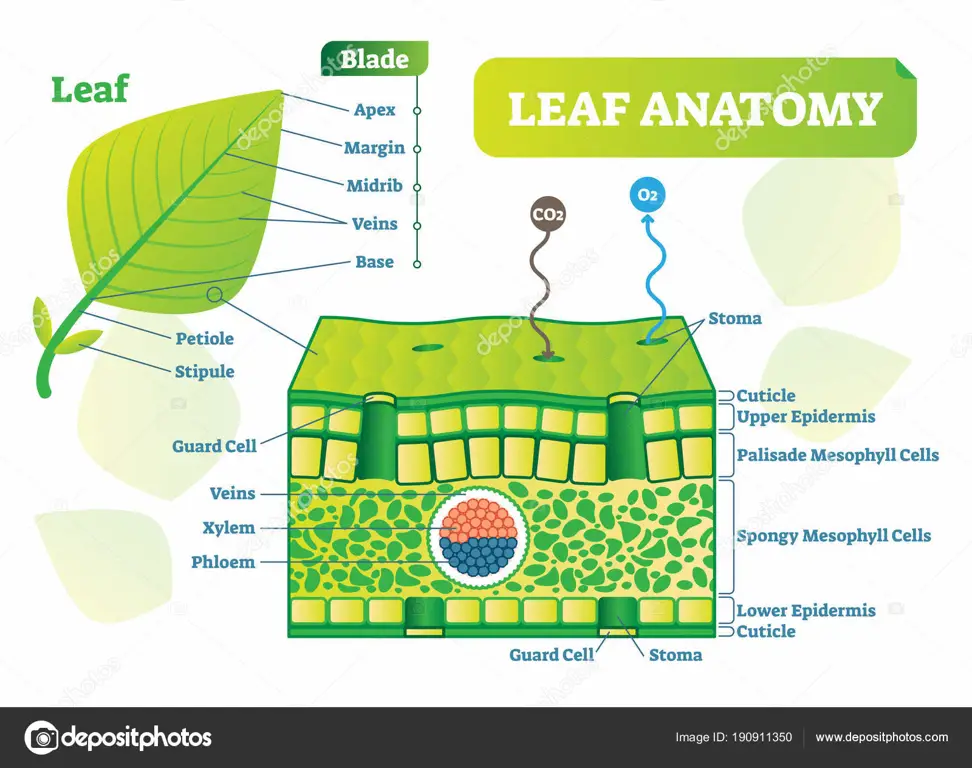 Diagram anatomi daun pepaya secara detail