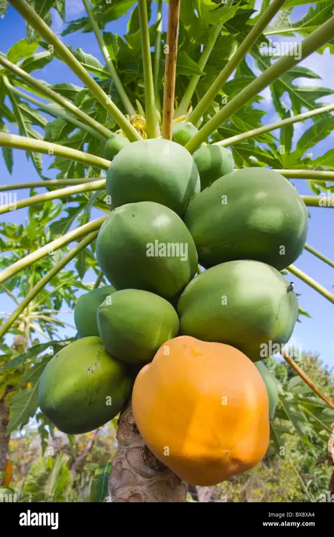 Buah pepaya yang matang dan siap dimakan