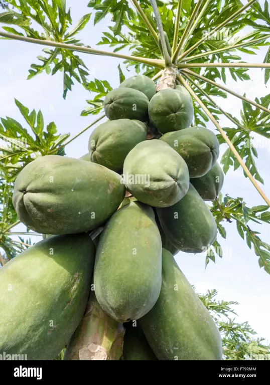 Buah pepaya yang matang di pohon