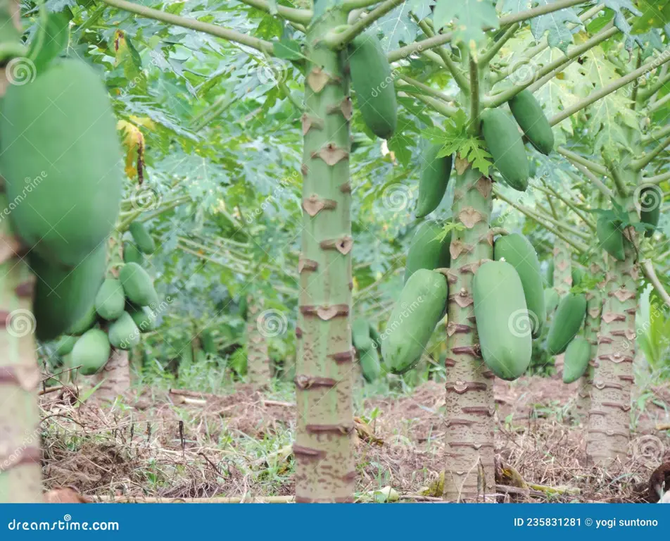 Petani sedang memanen pepaya California di kebun