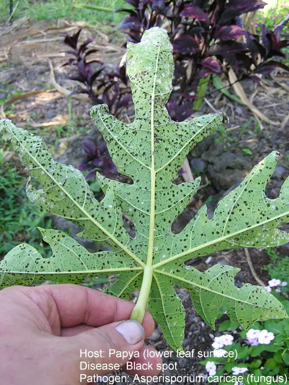 gambar tumbuhan pepaya