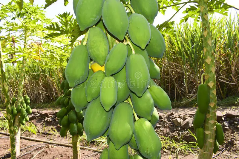 Gambar buah pepaya yang sudah matang di pohon