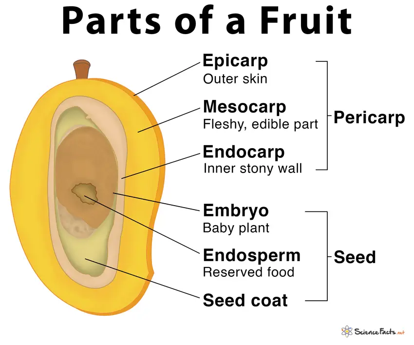 Gambar diagram bunga pepaya dengan label