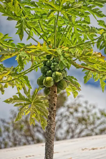 Petani sedang memanen buah pepaya yang sehat