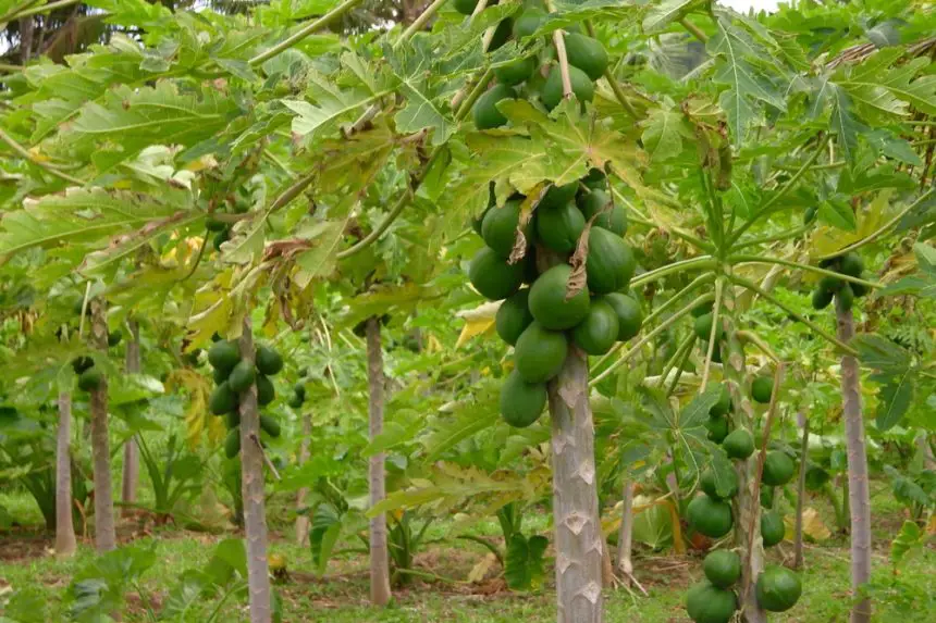 Pohon pepaya yang sehat dan subur