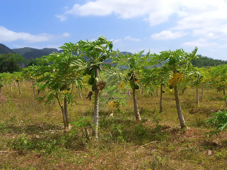 pepaya tanaman