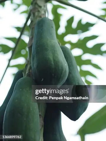 Gambar close-up buah pepaya gandul yang matang dan mengkilat.