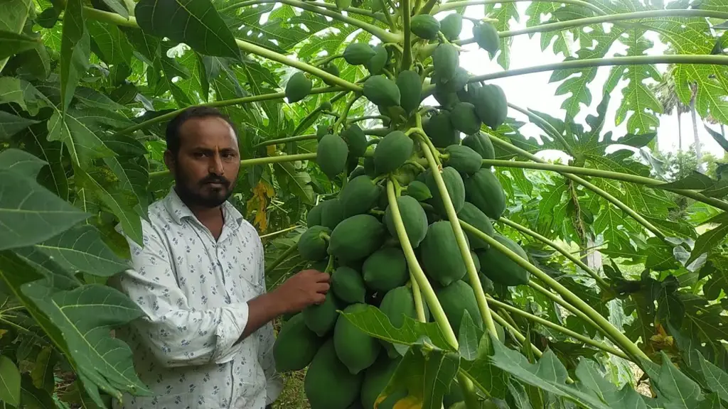 Para petani sedang memanen buah pepaya gandul.