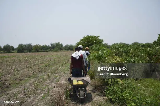 Petani sedang memanen pepaya California