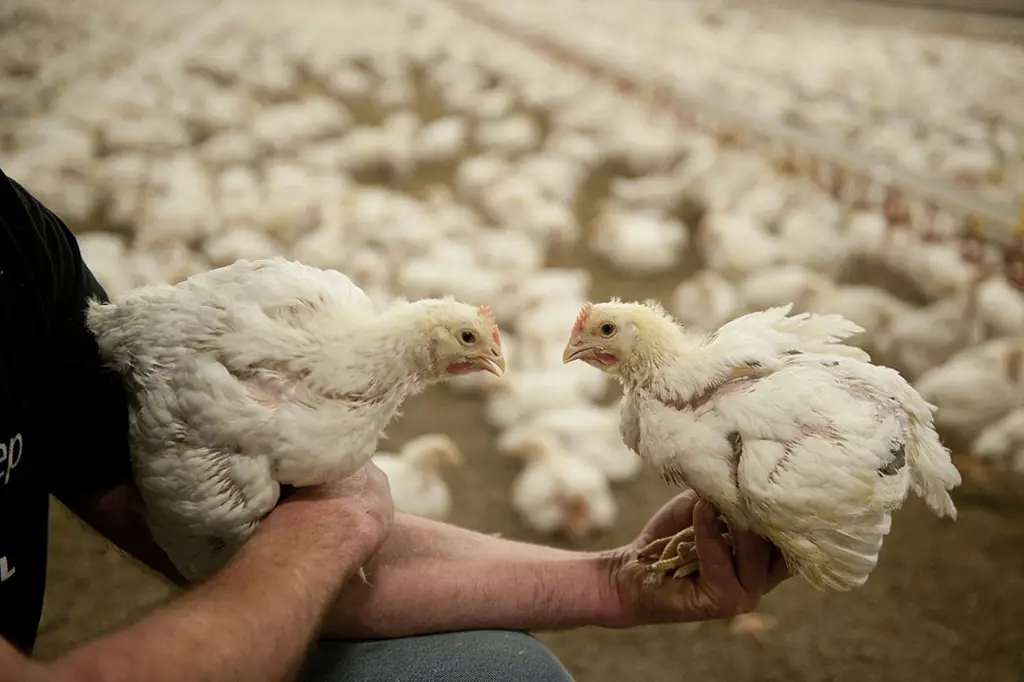 air rebusan daun pepaya untuk ayam