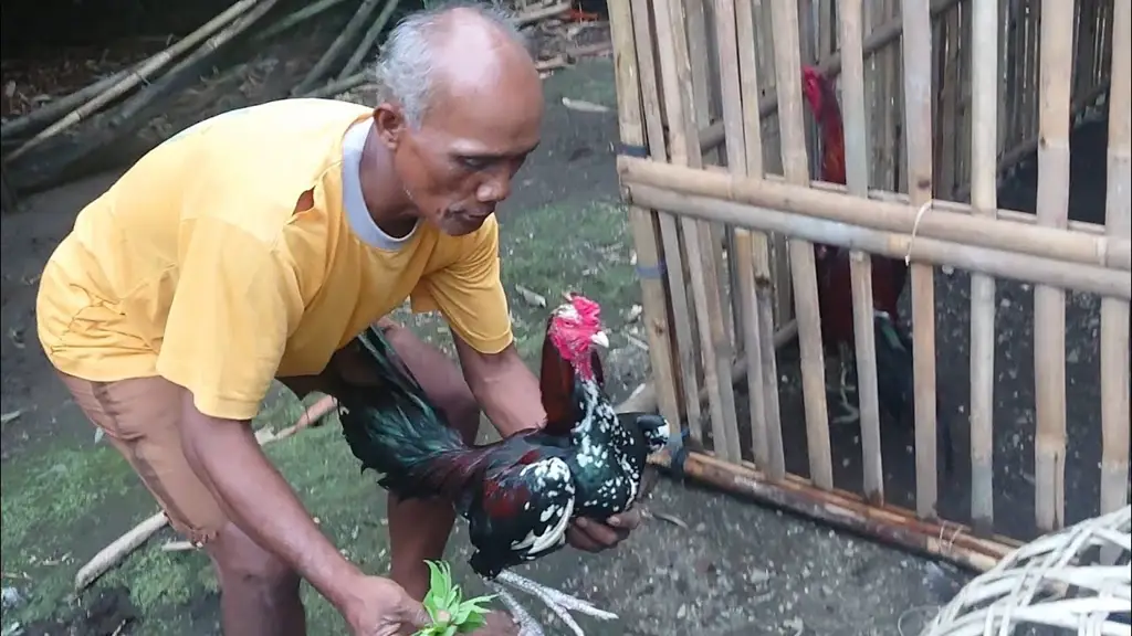 Peternakan ayam dengan daun pepaya di latar belakang