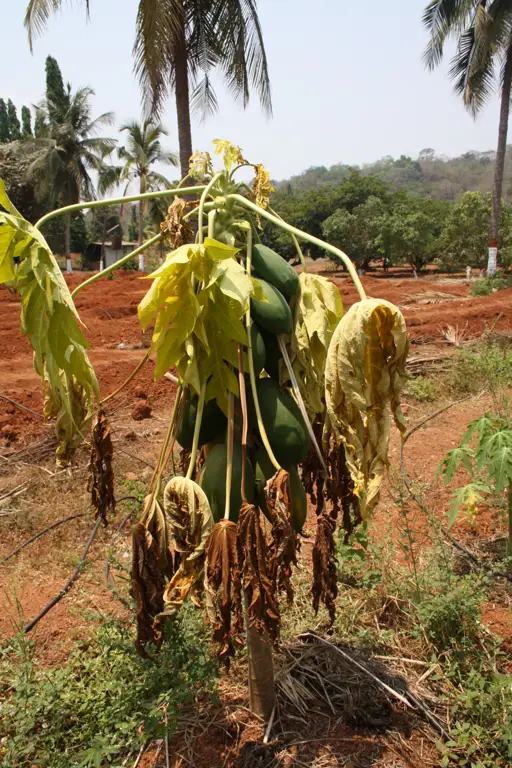 Penyakit pada akar pepaya