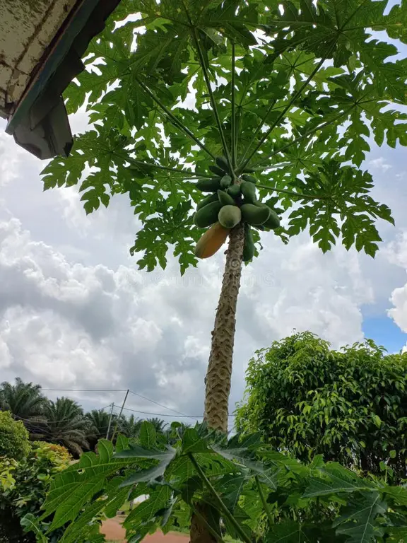 Gambar seseorang memberikan buah pepaya kepada orang lain