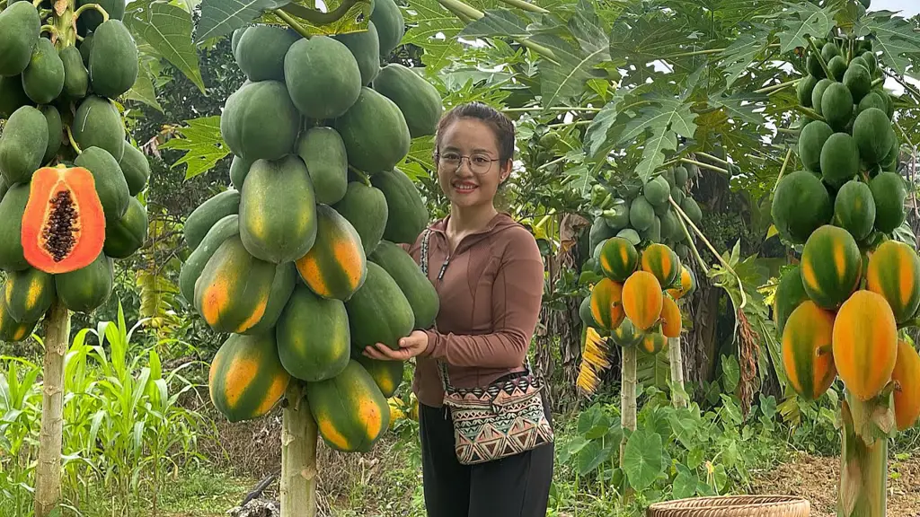 Gambar petani sedang memanen buah pepaya