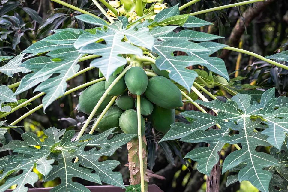 Pohon pepaya yang sehat di kebun