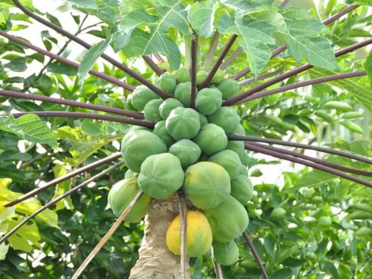 Petani sedang memanen pepaya california yang matang