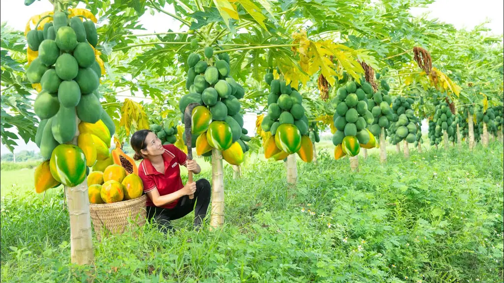 Memanen buah pepaya California