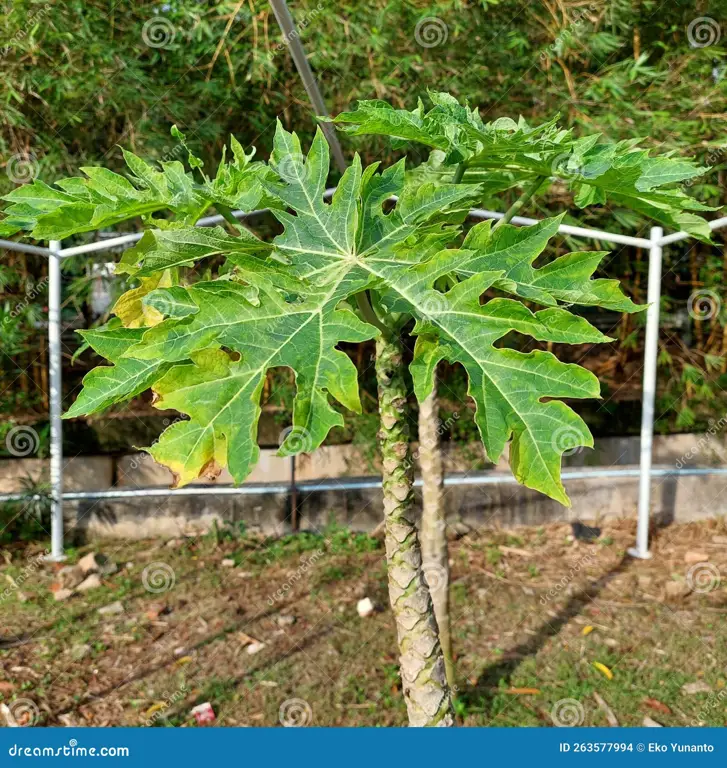 Menanam pepaya di kebun