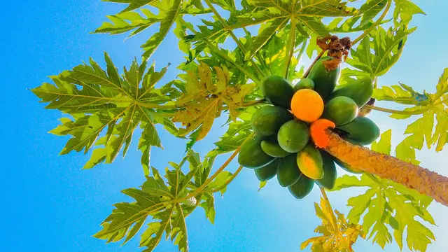 Memanen buah pepaya yang matang