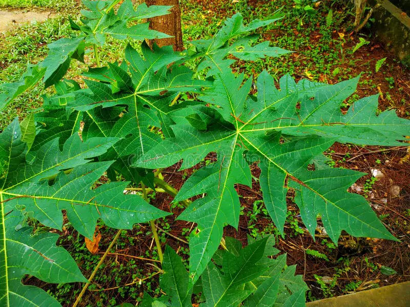 Hidangan daun pepaya yang sudah jadi