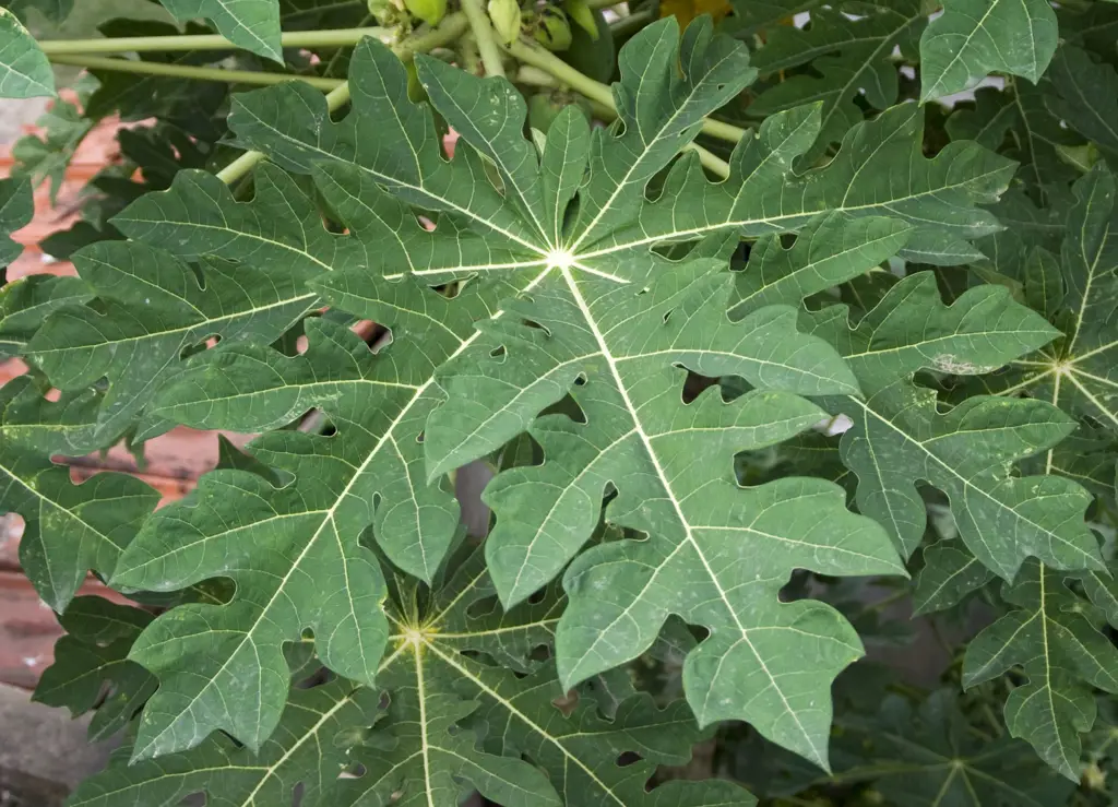 Pohon pepaya dengan banyak daun