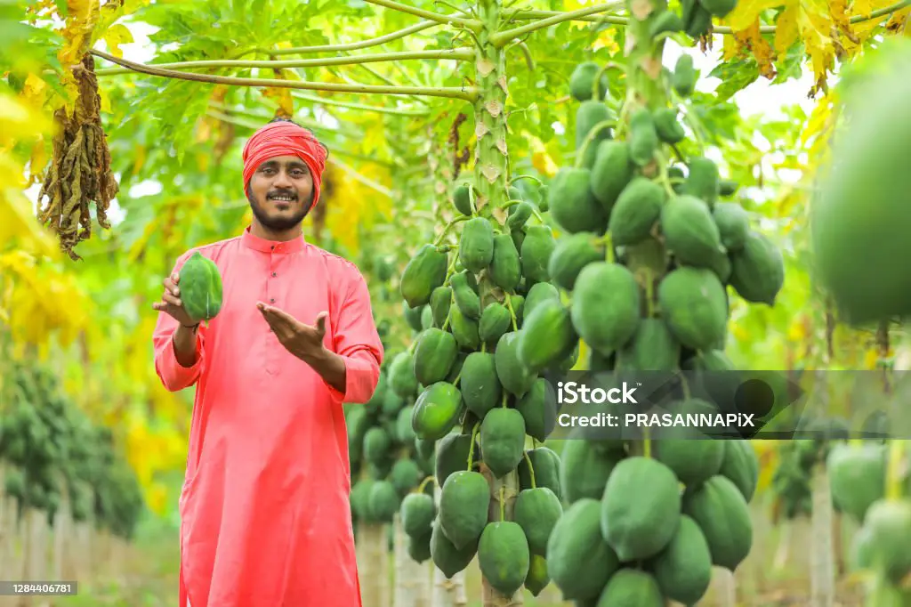 Gambar petani sedang memanen pepaya gandul