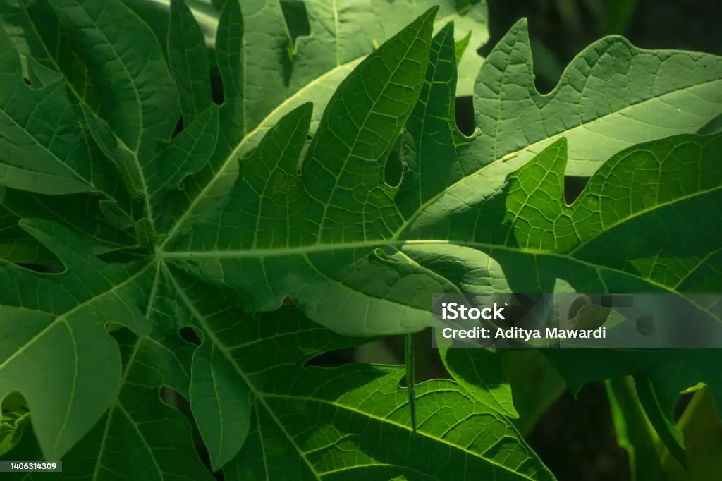 Gambar close-up tekstur daun pepaya