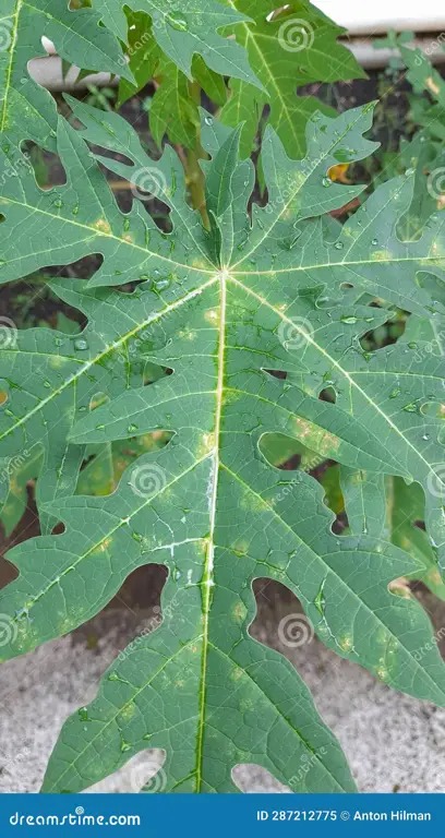 cara membuat jamu daun pepaya