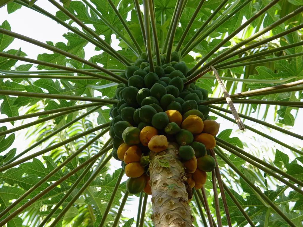 Gambar pohon pepaya yang berbuah lebat